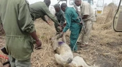 Lions na 3 roky pomohli prežiť svojich príbuzných v pascov